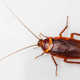 Image for article titled This Lady Breeds 100,000 Roaches and Loves Them Like Her 'Babies'